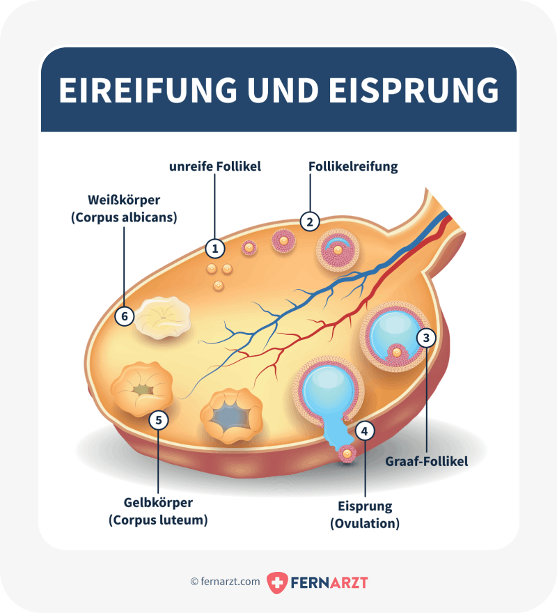 Darstellung von Eireifung und Eisprung im Eierstock.