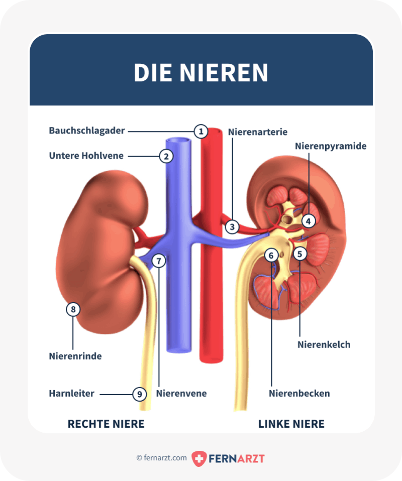 Anatomische Abbildung der Nieren mit Beschriftung.