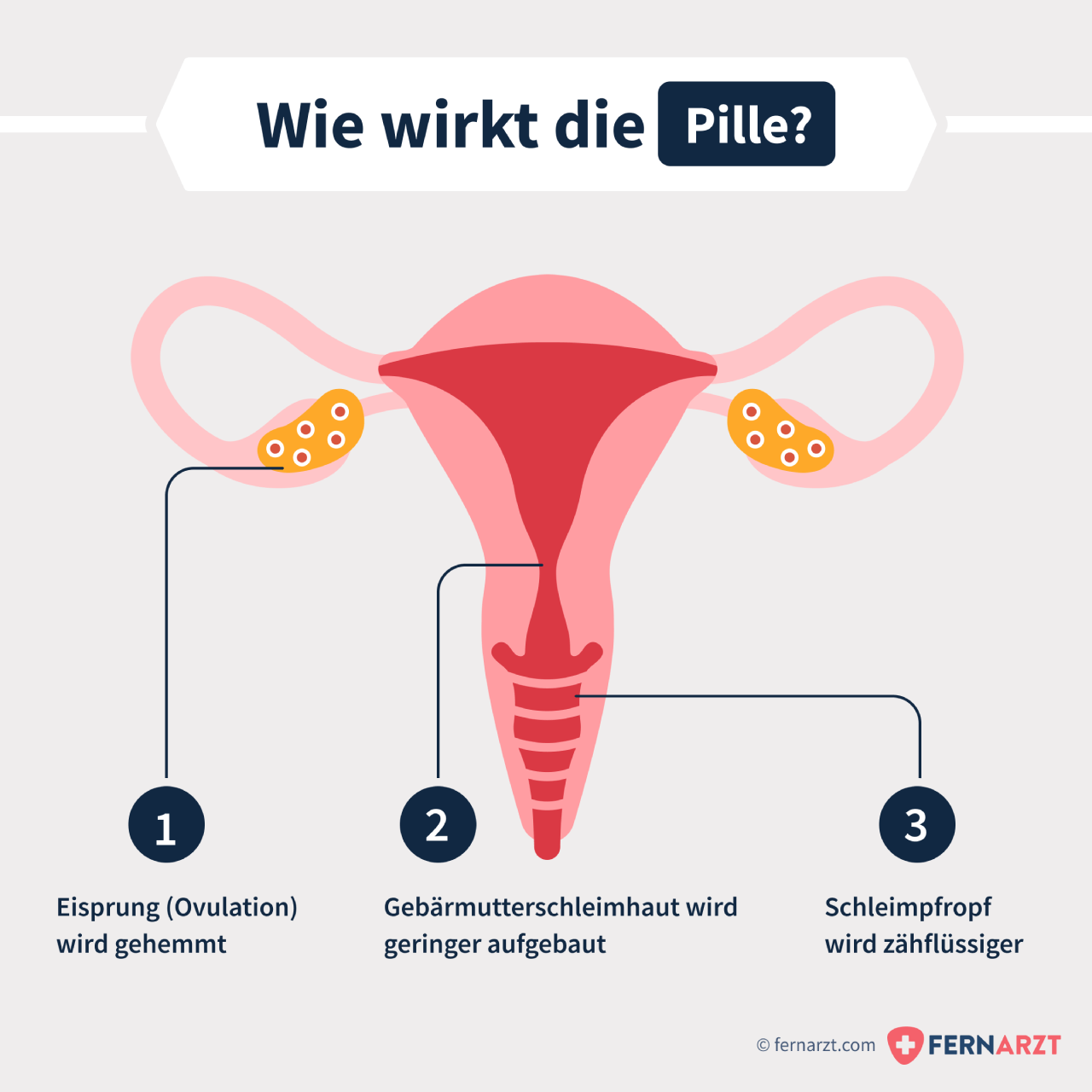 Grafik: Wie wirkt die Antibabypille? 1. Hemmung Eisprung, 2. weniger Gebärmutterschleimhaut, 3. zähflüssiger Schleim.