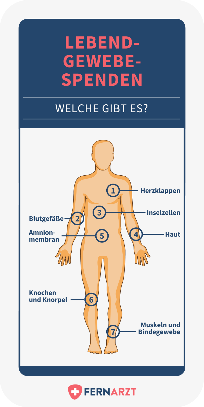 Einige Gewebe können auch von lebenden Personen gespendet und transplantiert werden. Dazu zählen Herzklappen, Blutgefäße, Inselzellen der Bauchspeicheldrüse, Haut, Amniongewebe, Knochen und Knorpel sowie Muskeln und Bindegewebe.