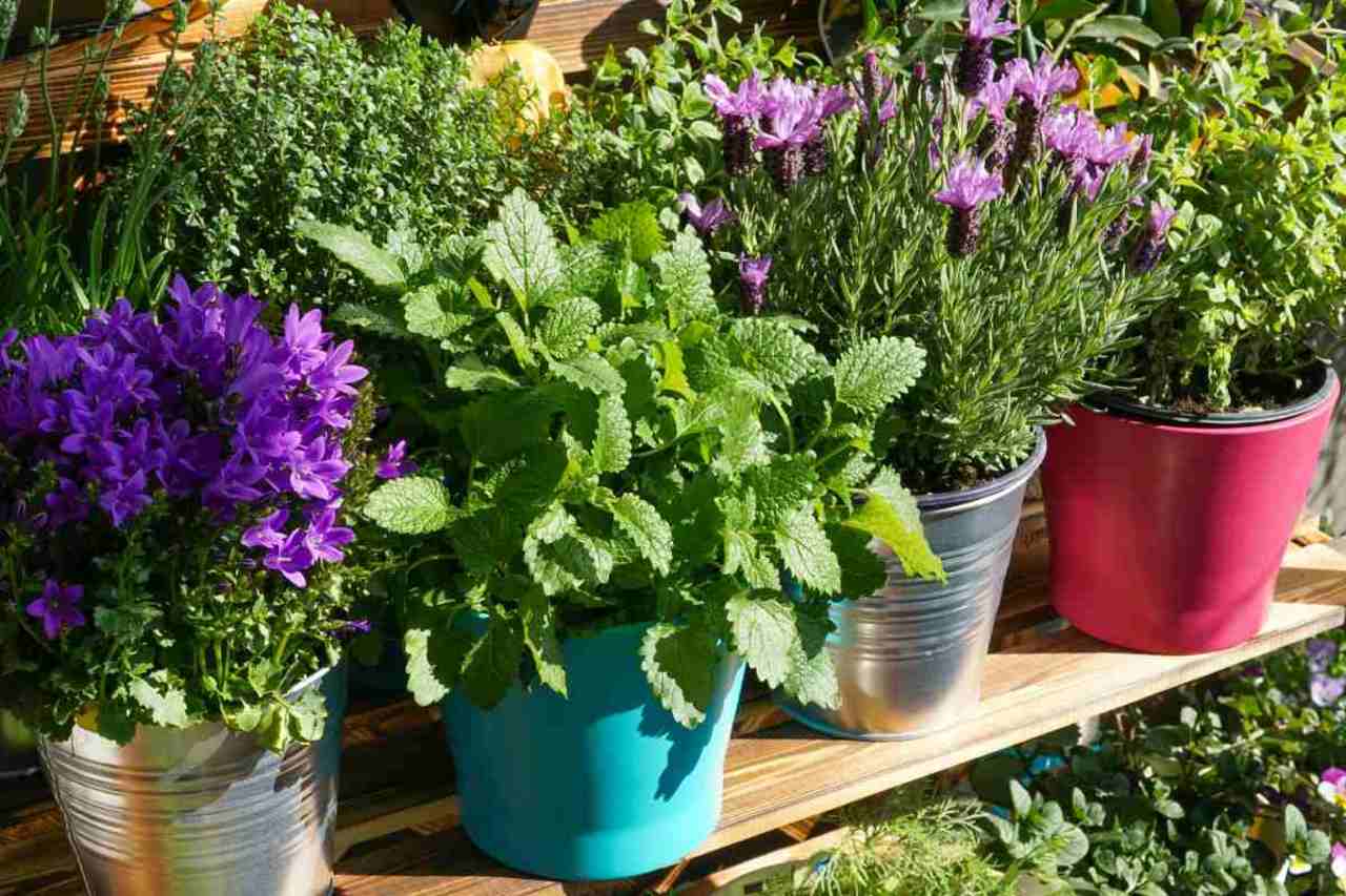 Kräuter und Blumen in Töpfen auf Balkon oder Garten im Frühling.