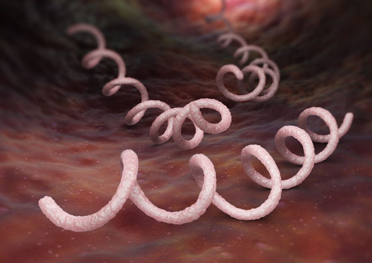 Geschlechtskrankheiten in Deutschland: Grafikmodell Syphiliserreger