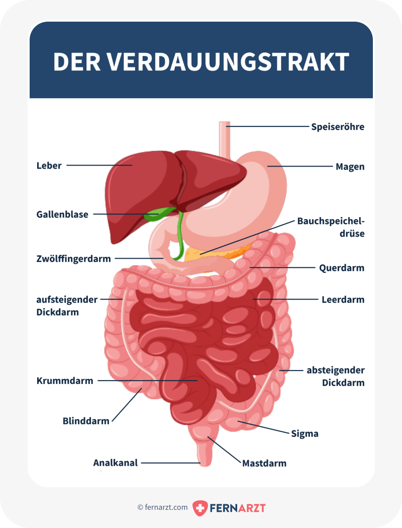 Anatomische Darstellung des Verdauungstraktes.