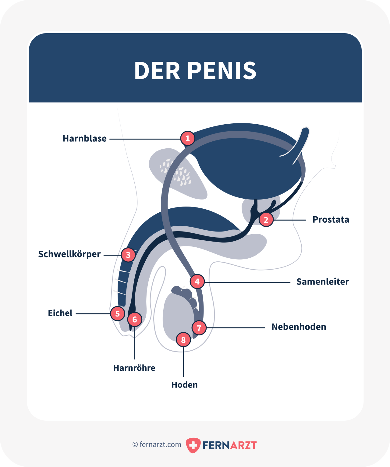 befriedigung von bedürfnissen Harnröhrenentzündung (Urethritis): Symptome, Ursachen & Behandlung