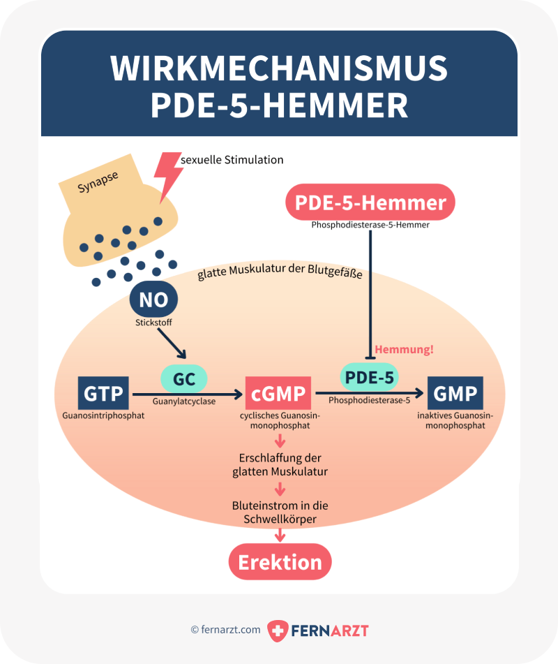 Wirkmechanismus PDE-5-Hemmer: So entsteht eine Erektion.