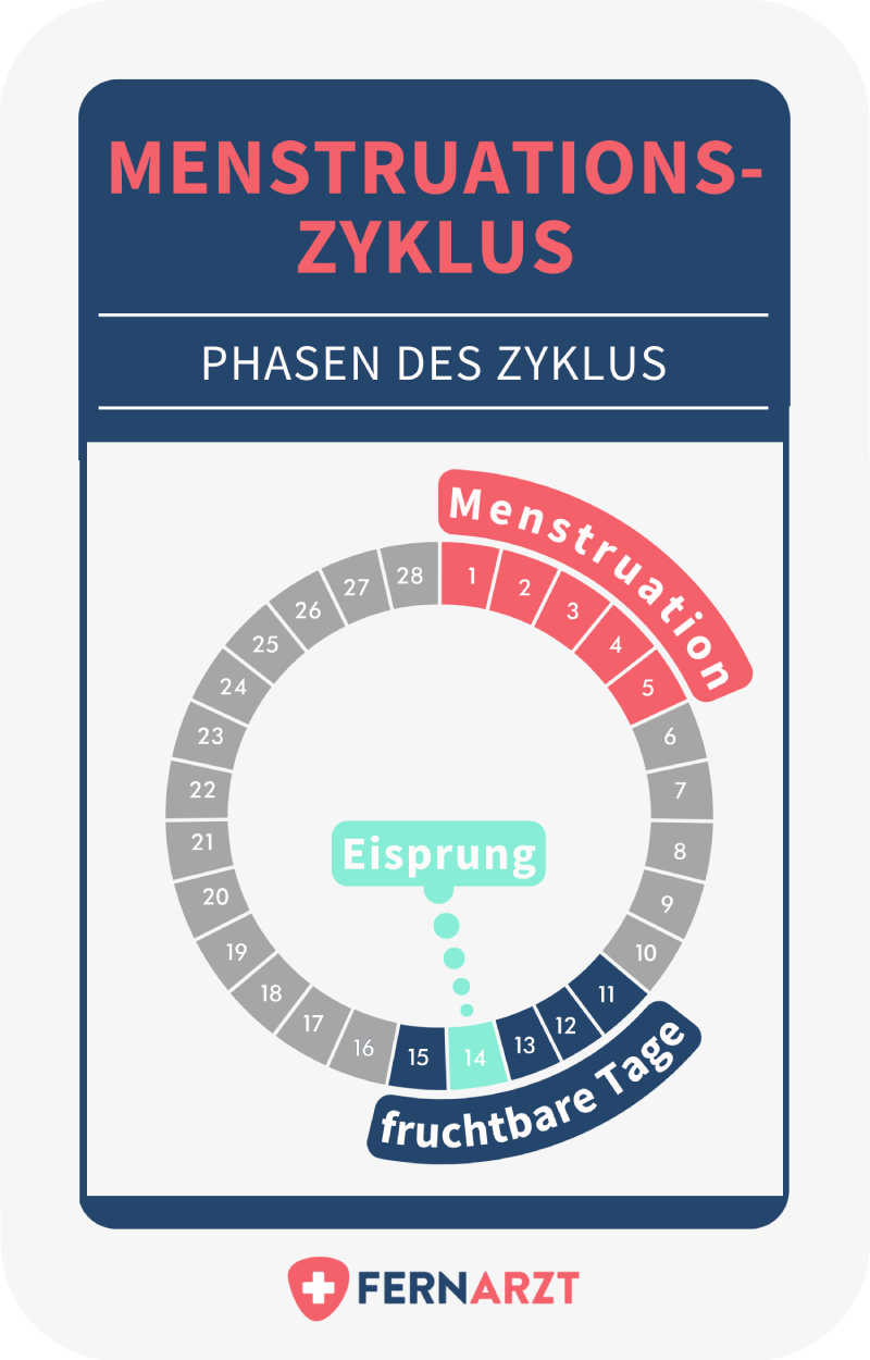 Schematische Darstellung der Phasen des Zyklus.

