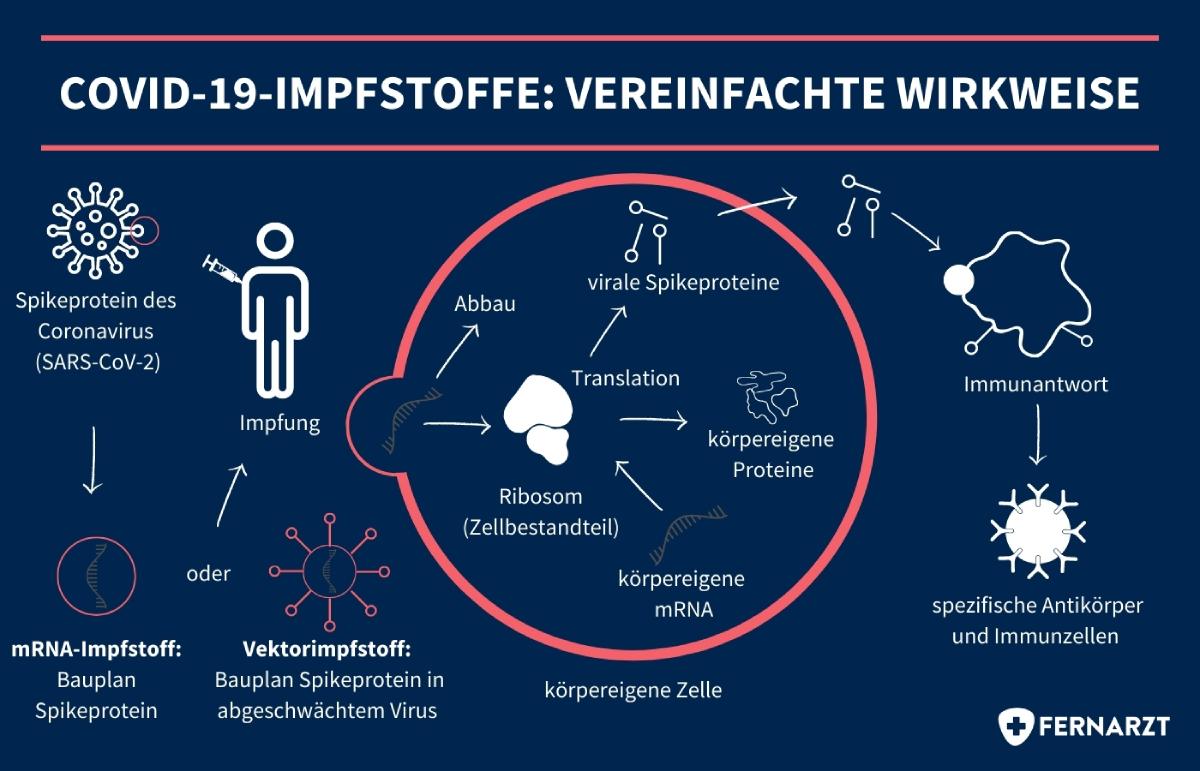 Vereinfachte Darstellung der Wirkweise von COVID-19-Impfstoffen gegen das Coronavirus