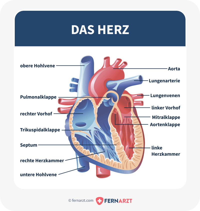 Anatomische Darstellung eines menschlichen Herzens, mit Beschriftung.