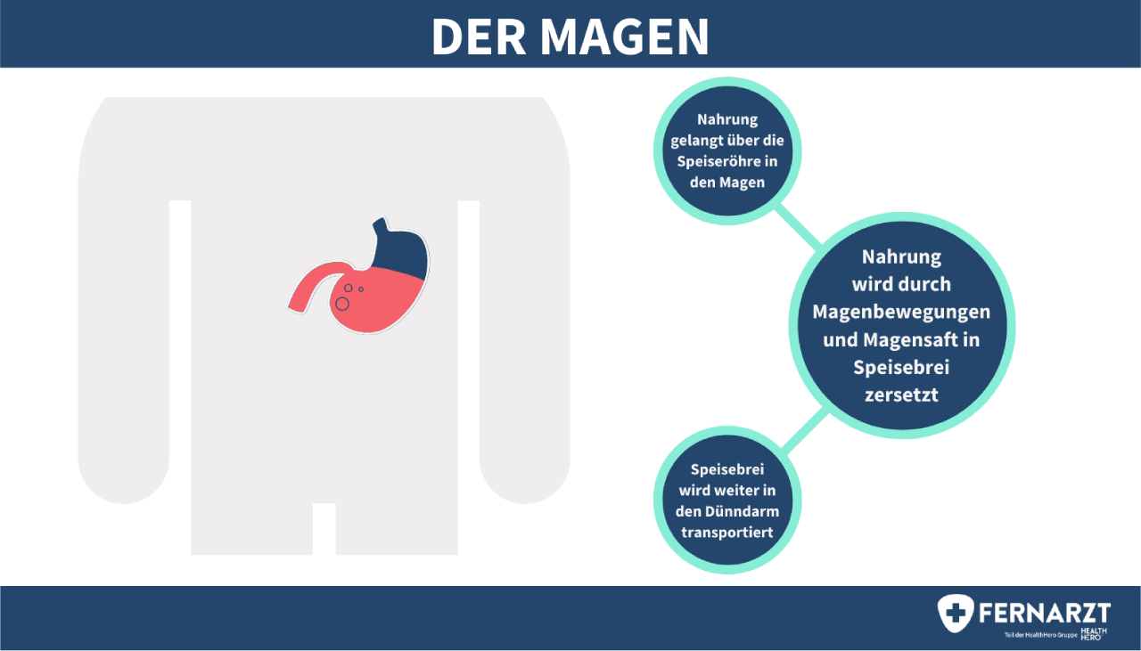 Abbildung zur Funktion des Magens