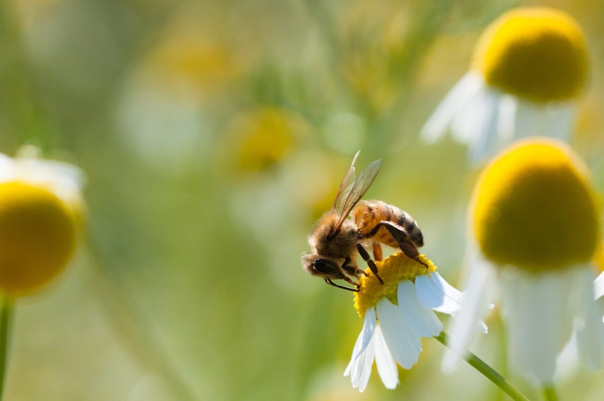 Eine Honigbiene sammelt Nektar von einer Kamillenblüte sammelt.