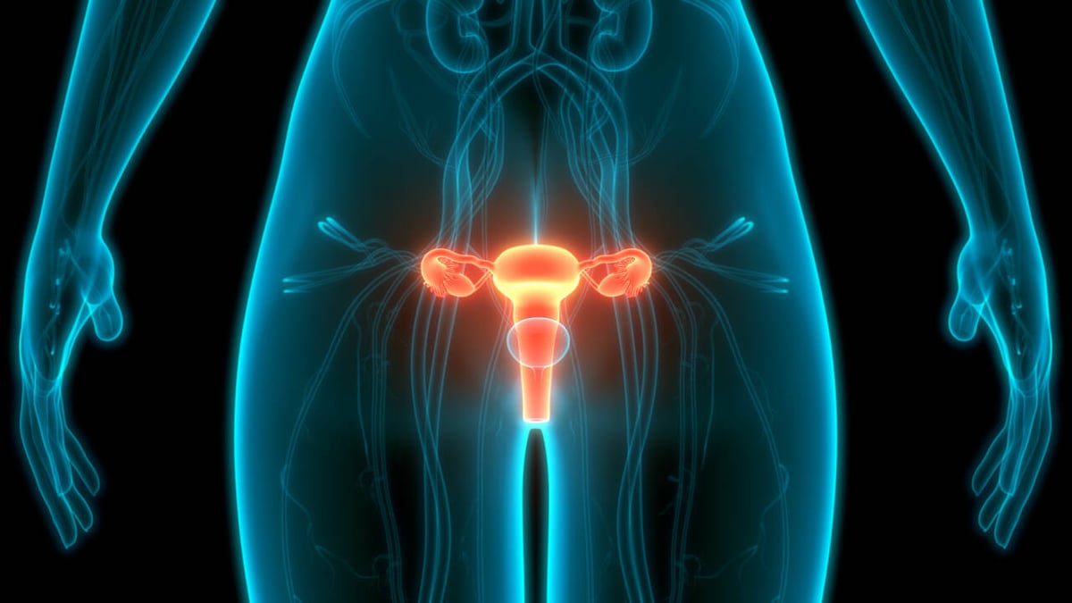Abbildung des Uterus (Gebärmutter) im menschlichen Körper.