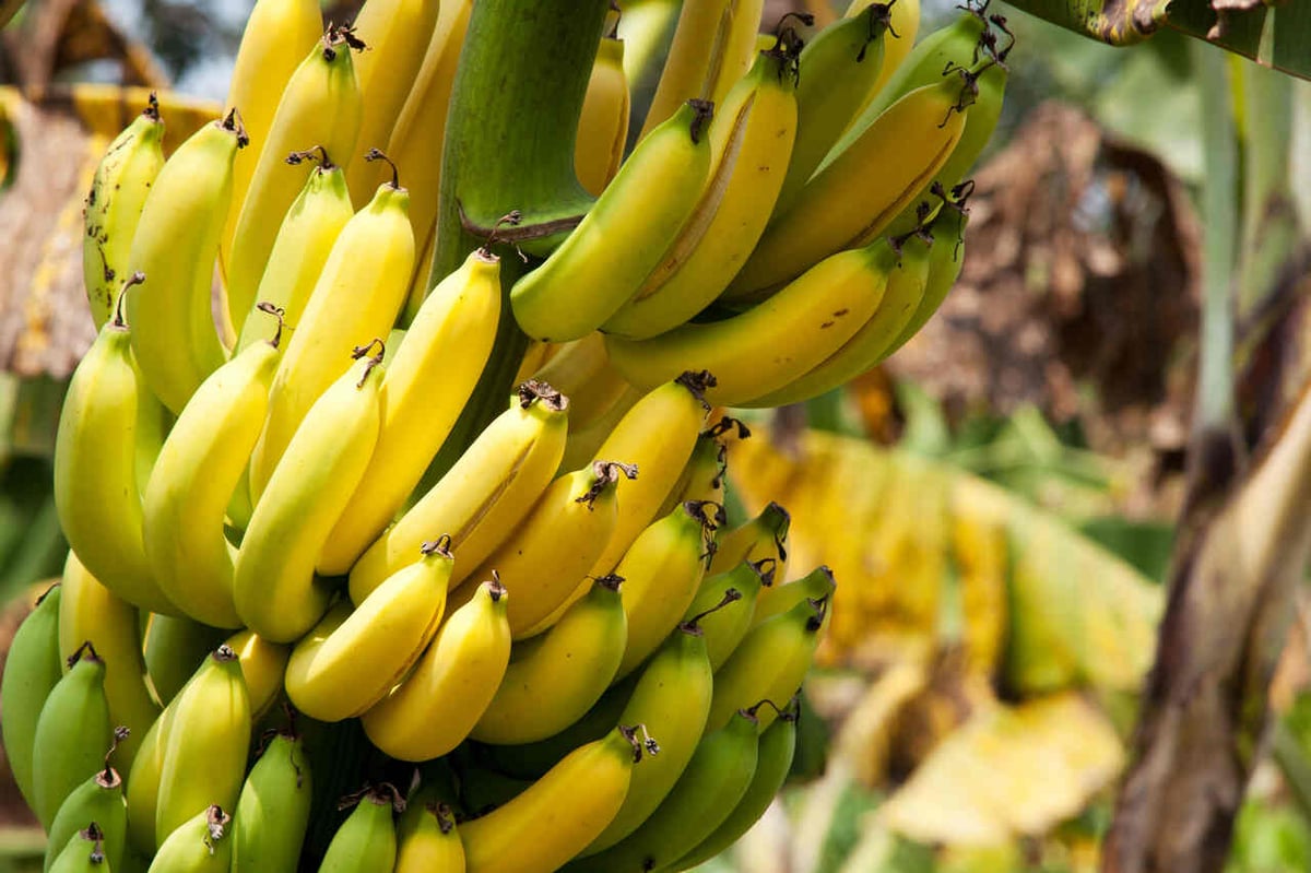 Krumme Bananen wachsen an einer Staude.