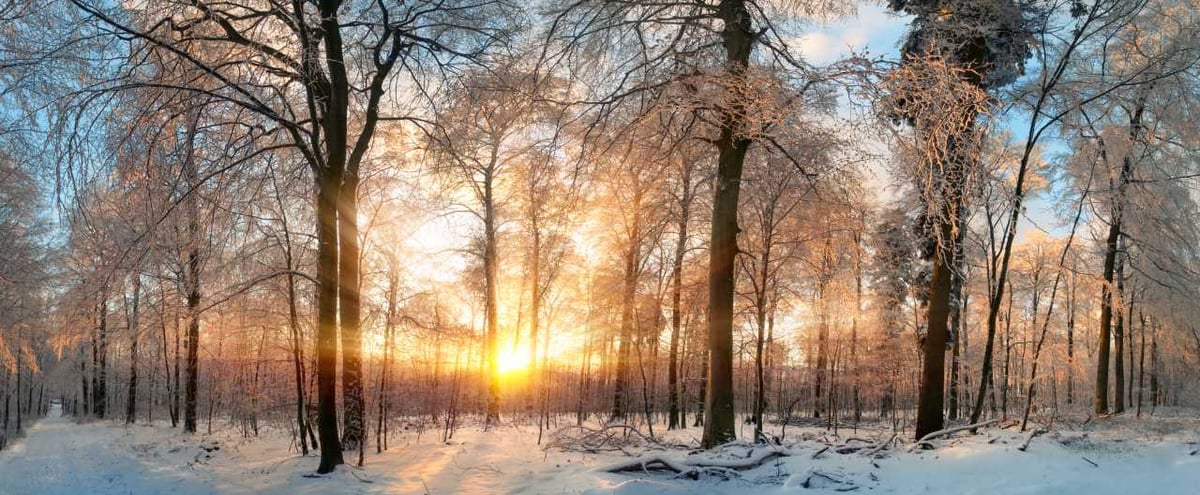 Winterliche Landschaft: Wald mit Schnee.