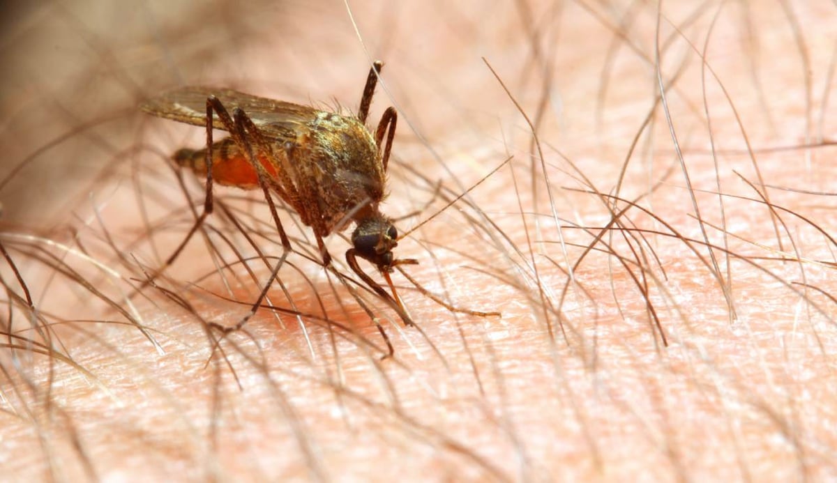 Malaria wird durch weibliche Stechmücken der Gattung Anopheles übertragen.