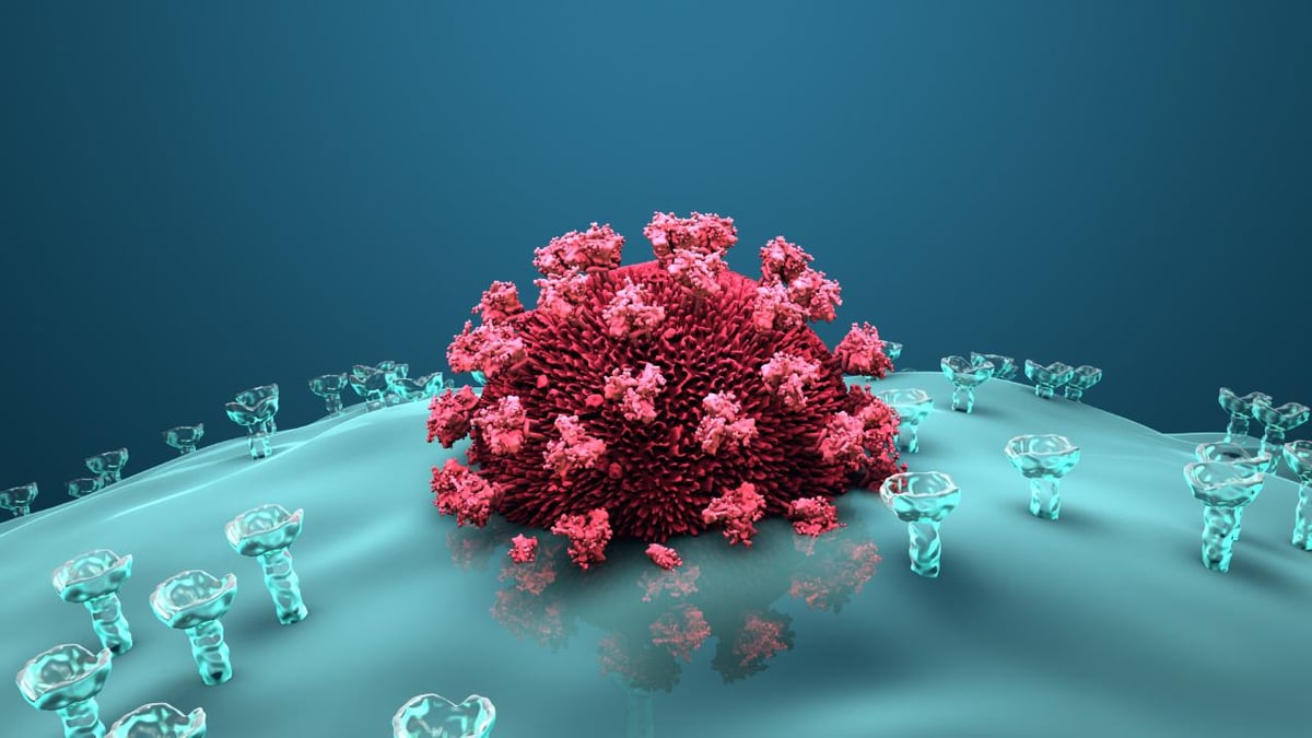 Ein HI-Virus dringt in eine Wirtszelle des Immunsystems ein.