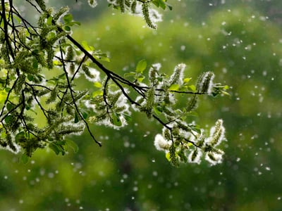 Von einem Baum fliegen viele Pollen.