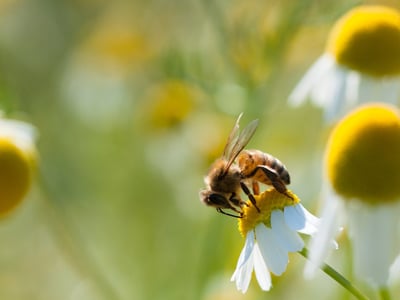 Eine Honigbiene sammelt Nektar von einer Kamillenblüte sammelt.