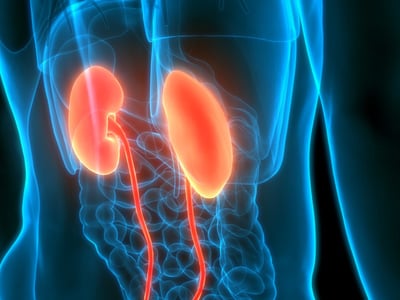Anatomie der menschlichen Nieren.