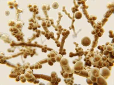 Mikroskopische Darstellung des Hefepilzes C. auris.