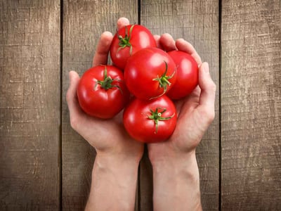 Hände halten fünf Tomaten.