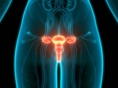 Abbildung des Uterus (Gebärmutter) im menschlichen Körper.
