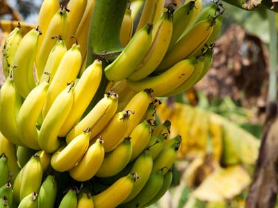 Krumme Bananen wachsen an einer Staude.