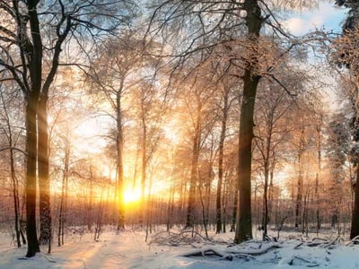 Winterliche Landschaft: Wald mit Schnee.