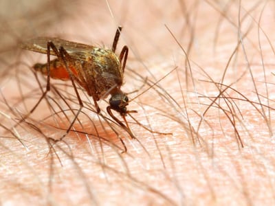 Malaria wird durch weibliche Stechmücken der Gattung Anopheles übertragen.