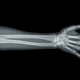 Anatomie