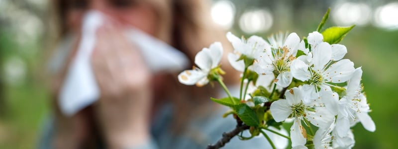 Im Vordergrund sind Blüten an einem Ast. Im Hintergrund schnäuzt sich eine Frau in ein Taschentusch.