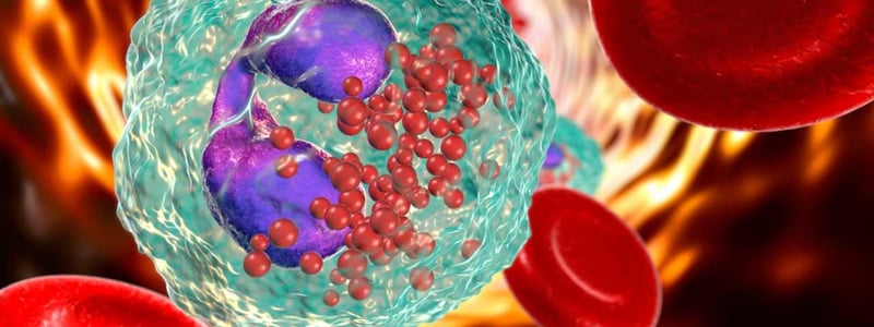 Darstellung von eosinophilen Granulozyten neben Erythrozyten.