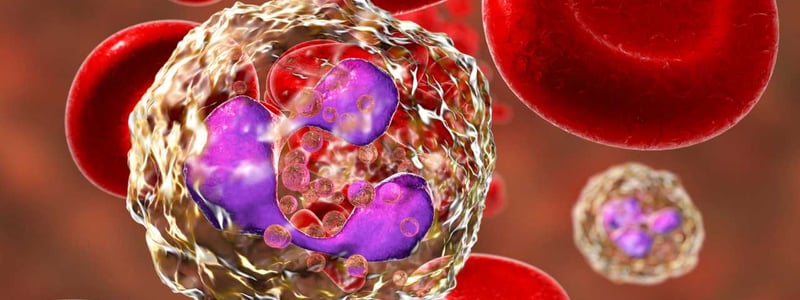 Darstellung von neutrophilen Granulozyten neben Erythrozyten.