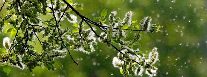 Von einem Baum fliegen viele Pollen.