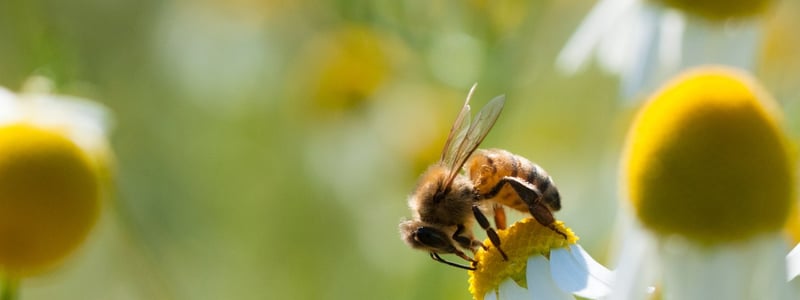 Eine Honigbiene sammelt Nektar von einer Kamillenblüte sammelt.