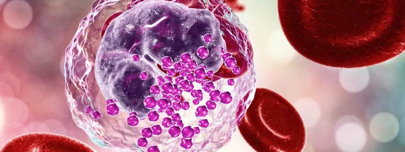Darstellung eines basophilen Granulozyten neben Erythrozyten.