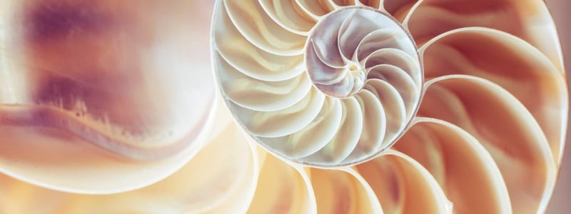 Querschnitt einer Schnecke oder Muschel.