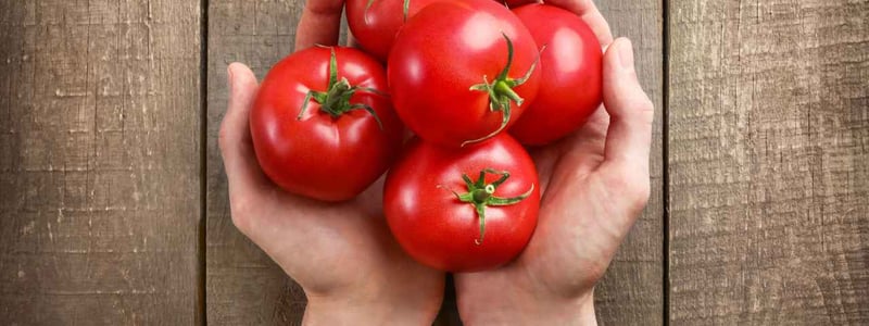 Hände halten fünf Tomaten.