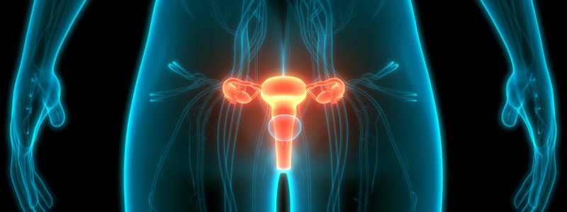 Abbildung des Uterus (Gebärmutter) im menschlichen Körper.