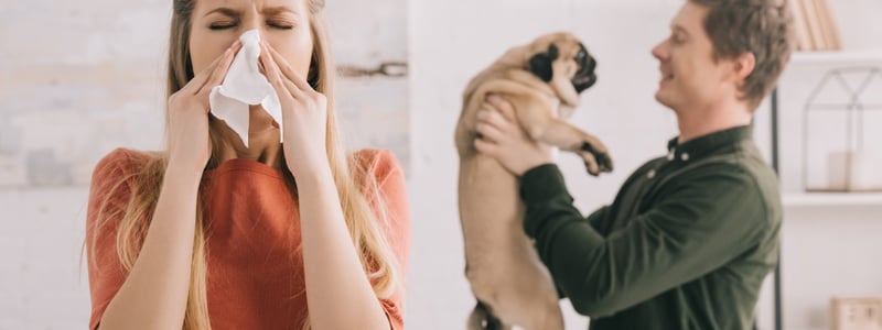 Frau schnäuzt sich in ein Taschentuch, im Hintergrund hält ein Mann einen Mops hoch.