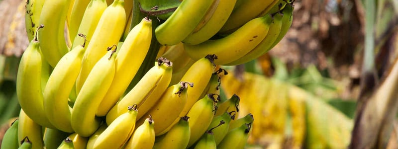Krumme Bananen wachsen an einer Staude.