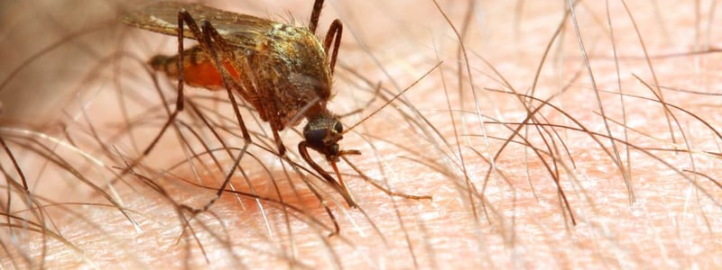 Malaria wird durch weibliche Stechmücken der Gattung Anopheles übertragen.