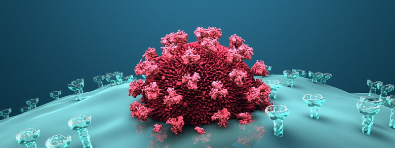 Ein HI-Virus dringt in eine Wirtszelle des Immunsystems ein.
