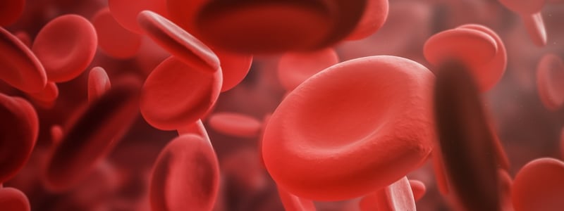 Die roten Blutkörperchen Erythrozyten.